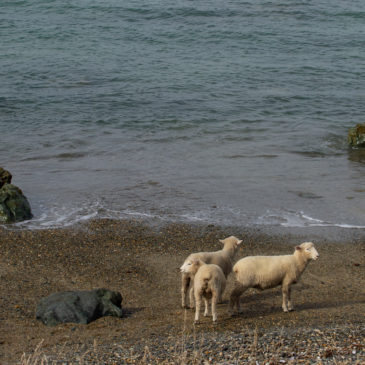 southland et catlins : en dehors des sentiers battus